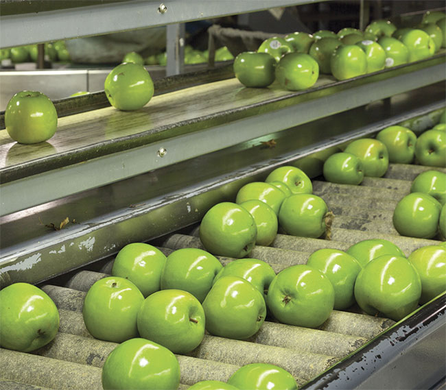 Apples being checked under visible light for imperfections 